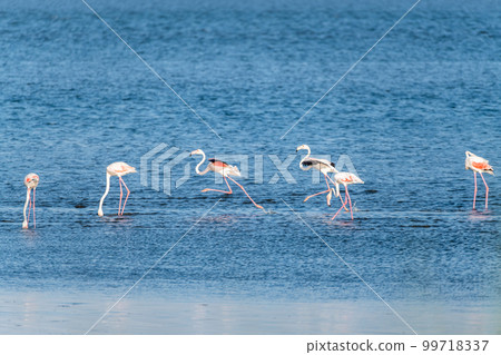 Flamingos at Ria de Aveiro delta Flamingos at Ria de Aveiro delta 99718337