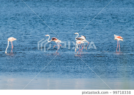 Flamingos at Ria de Aveiro delta Flamingos at Ria de Aveiro delta 99718338