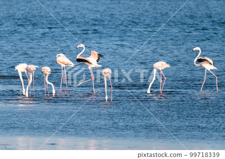 Flamingos at Ria de Aveiro delta Flamingos at Ria de Aveiro delta 99718339
