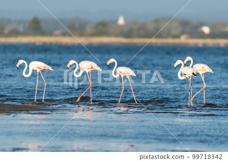 Flamingos at Ria de Aveiro delta Flamingos at Ria de Aveiro delta 99718342