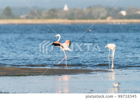 Flamingos at Ria de Aveiro delta Flamingos at Ria de Aveiro delta 99718345