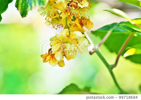 Kiwi fruit flowers (spring, May) 99718684