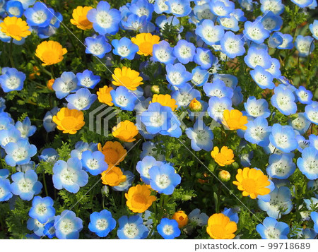 春天花壇中的 Nemophila 和菊花多核 99718689