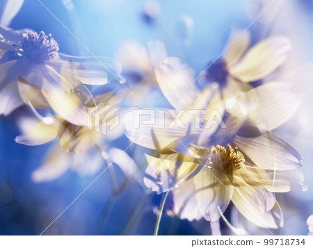 Multiple exposure flowers Blue background and yellow flowers Multiple exposure flowers Blue background and yellow flowers 99718734