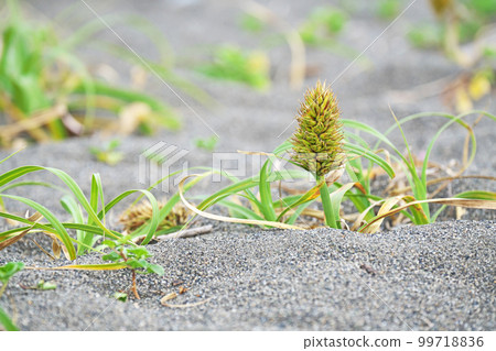 Kobomugi flowers on the sandy beach (spring, May) Kobomugi flowers on the sandy beach (spring, May) 99718836