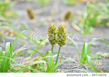 Kobomugi flowers on the sandy beach (spring, May) Kobomugi flowers on the sandy beach (spring, May) 99718838