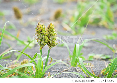 Kobomugi flowers on the sandy beach (spring, May) Kobomugi flowers on the sandy beach (spring, May) 99718839