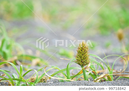 Kobomugi flowers on the sandy beach (spring, May) Kobomugi flowers on the sandy beach (spring, May) 99718842
