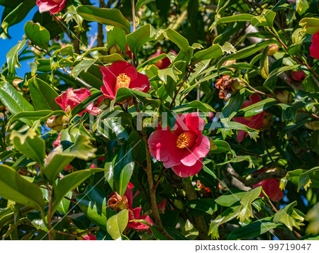 金魚葉山茶（Kingyoba camellia）[葉尖像金魚尾鰭一樣裂開的稀有品種] 99719047