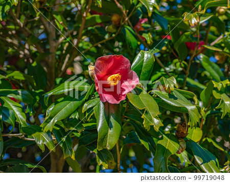 Goldfish leaf camellia (Kingyoba camellia) [a rare variety whose leaf tip is split like the tail fin of a goldfish] 99719048