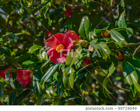 Goldfish leaf camellia (Kingyoba camellia) [a rare variety whose leaf tip is split like the tail fin of a goldfish] 99719049