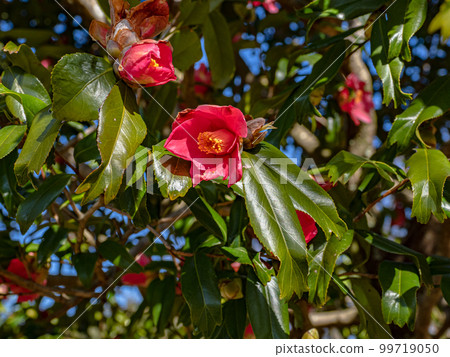 金魚葉山茶（Kingyoba camellia）[葉尖像金魚尾鰭一樣裂開的稀有品種] 99719050