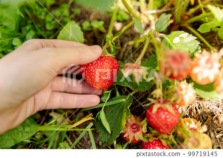 Gardening and agriculture concept. Woman farm worker hand harvesting red ripe strawberry in garden. Woman picking strawberries berry fruit in field farm. Eco healthy organic home grown food concept 99719145