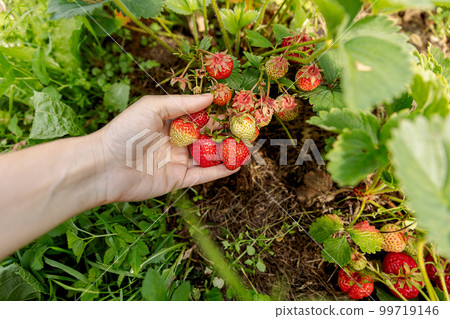 Gardening and agriculture concept. Woman farm worker hand harvesting red ripe strawberry in garden. Woman picking strawberries berry fruit in field farm. Eco healthy organic home grown food concept 99719146