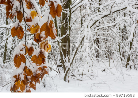 Hornbeam tree leaves covered with snow. Fresh big snow on the branches of a hornbeam tree 99719598
