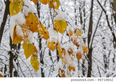 Dry leaves on branches of hornbeam during winter snowfall Dry leaves on branches of hornbeam during winter snowfall 99719602