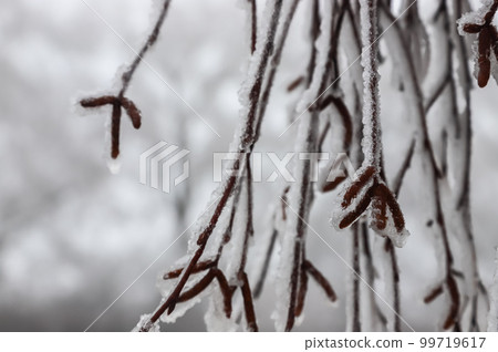 Branches covered with ice after freezing rain. Sparkling ice covered everything after ice storm cyclone. Terrible beauty of nature concept. Winter landscape, scene, postcard. Branches covered with ice after freezing rain. Sparkling ice covered everything after ice storm cyclone. Terrible beauty of nature concept. Winter landscape, scene, postcard. 99719617