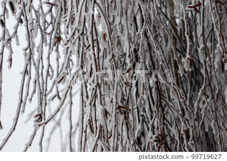 Branches covered with ice after freezing rain. Sparkling ice covered everything after ice storm cyclone. Terrible beauty of nature concept. Winter landscape, scene, postcard. Branches covered with ice after freezing rain. Sparkling ice covered everything after ice storm cyclone. Terrible beauty of nature concept. Winter landscape, scene, postcard. 99719627