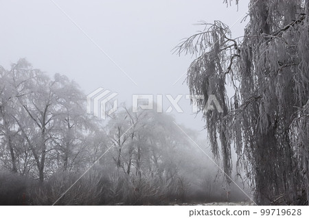 Trees and bushes covered in frozen rain. winter landscape after a freezing rain Trees and bushes covered in frozen rain. winter landscape after a freezing rain 99719628