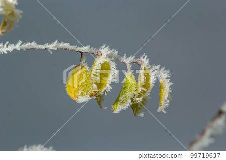 Autumn yellow leaf on a branch in frost needles. Morning frost. Rime. Late fall Autumn yellow leaf on a branch in frost needles. Morning frost. Rime. Late fall 99719637