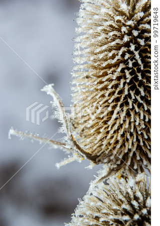 Wild Teasel Dipsacus fullonum, covered in an autumn morning frost. Frosty foggy morning in winter, frosty weather 99719648