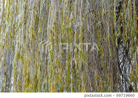 Weeping willow bombarded with ice fog. Frost on tree branches in frosty weather Weeping willow bombarded with ice fog. Frost on tree branches in frosty weather 99719660
