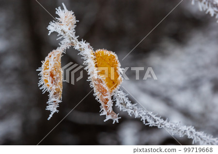 Autumn yellow leaf on a branch in frost needles. Morning frost. Rime. Late fall Autumn yellow leaf on a branch in frost needles. Morning frost. Rime. Late fall 99719668