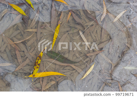 Yellow-green leaves of the willow, fallen on the snow. Frozen at the beginning of winter in a puddle. Beautiful winter background Yellow-green leaves of the willow, fallen on the snow. Frozen at the beginning of winter in a puddle. Beautiful winter background 99719671