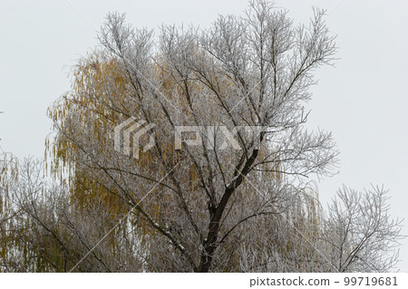 Weeping willow bombarded with ice fog. Frost on tree branches in frosty weather Weeping willow bombarded with ice fog. Frost on tree branches in frosty weather 99719681
