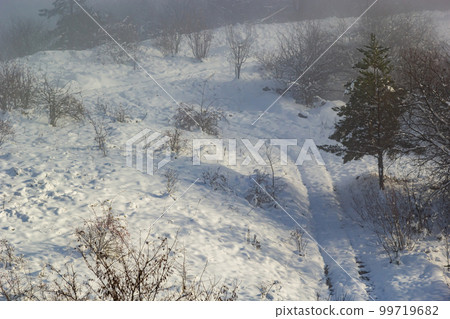 Winter landscape of frosty trees on foggy background 99719682