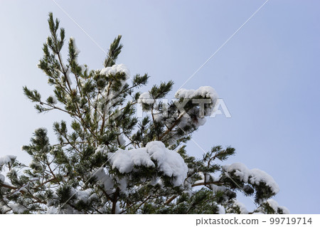 green pine needles covered with snow macro. Outdoor natural winter background green pine needles covered with snow macro. Outdoor natural winter background 99719714