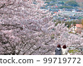 Cherry blossoms in full bloom, cherry blossom viewing season 99719772