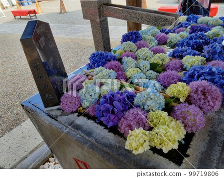 Colorful hydrangeas bloom 99719806