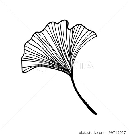 Ginkgo biloba leaves sketch. Decorative sceleton leaf. Vector hand drawn illustration. Minimal linear style 99719927
