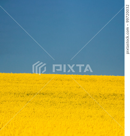 Yellow Rapeseed Field And Bright Blue Sky In Summer Sunny Day. Landscape Like Flag Of Ukraine. Concept Of National Flag Of Ukraine Yellow Rapeseed Field And Bright Blue Sky In Summer Sunny Day. Landscape Like Flag Of Ukraine. Concept Of National Flag Of Ukraine 99720032
