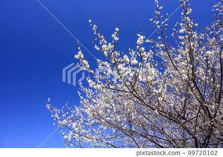Blue sky and white plum blossoms, early spring sky 99720102