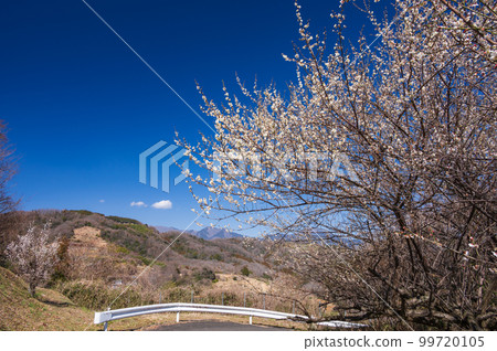 Scenery of white plum blossoms Blue sky in early spring 99720105