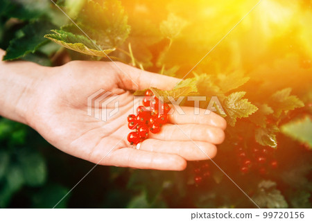 Ripe Redcurrant Red Currant Berries Lie In The Lady's Palm During Picking Berries In Fruit Garden. Summer Harvest Concept. Scenic View Bright Sunbeams. Genetically Modified Food Concept 99720156