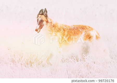 Amazing Sunbeams above Russian Wolfhound Hunting Sighthound Russkaya Psovaya Borzaya Dog During Hare-hunting At Winter Day In Snowy Field 99720176