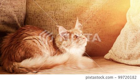 Playful Funny Curious Classic Black Tabby Young Maine Coon Kitten Cat At Home Sofa. Coon Cat, Maine Cat, Maine Shag At Home. Amazing Pets Pet. Scenic View Bright Sunbeams 99720182