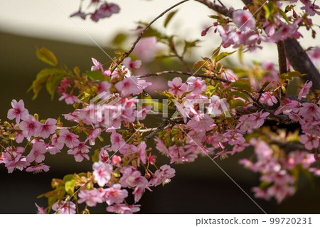 Sakura and mezzo 99720231