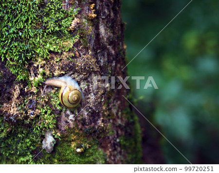 我九月份在樹林裡發現的一隻蝸牛 99720251