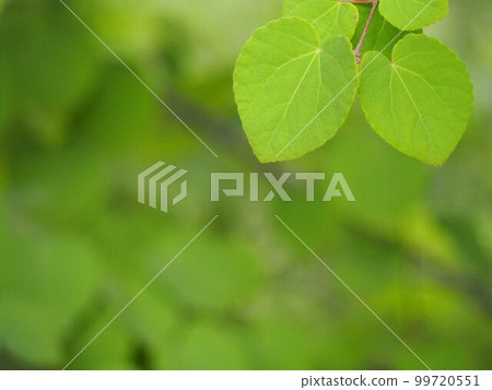 落葉喬木新綠葉⑤ 落葉喬木新綠葉⑤ 99720551