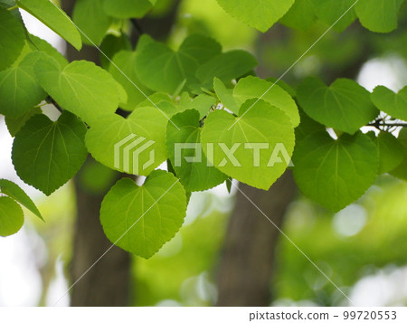 Deciduous tree fresh green of katsura (7) 99720553