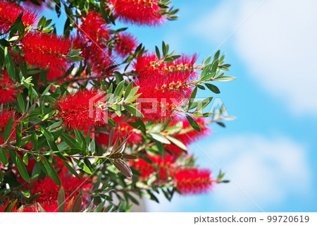 紅色洗瓶花(春季,五月) 紅色洗瓶花(春季,五月) 99720619