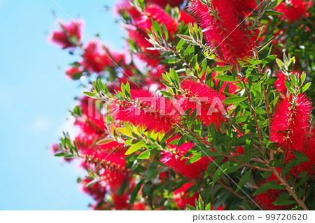 Red bottlebrush flowers (spring, May) 99720620