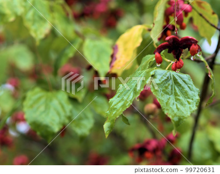 Hanging flower (Tsuribana) fruits in September Hanging flower (Tsuribana) fruits in September 99720631
