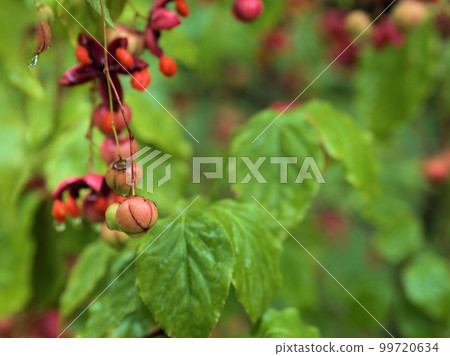 Hanging flower (Tsuribana) fruits in September Hanging flower (Tsuribana) fruits in September 99720634