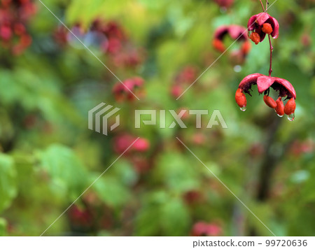 Hanging flower (Tsuribana) fruits in September 99720636