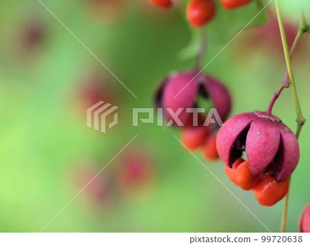 Hanging flower (Tsuribana) fruits in September 99720638
